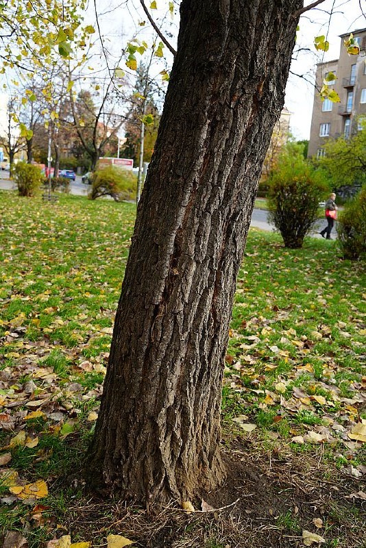 Kácení-stromů-ve-špatném-stavu-I.jpg