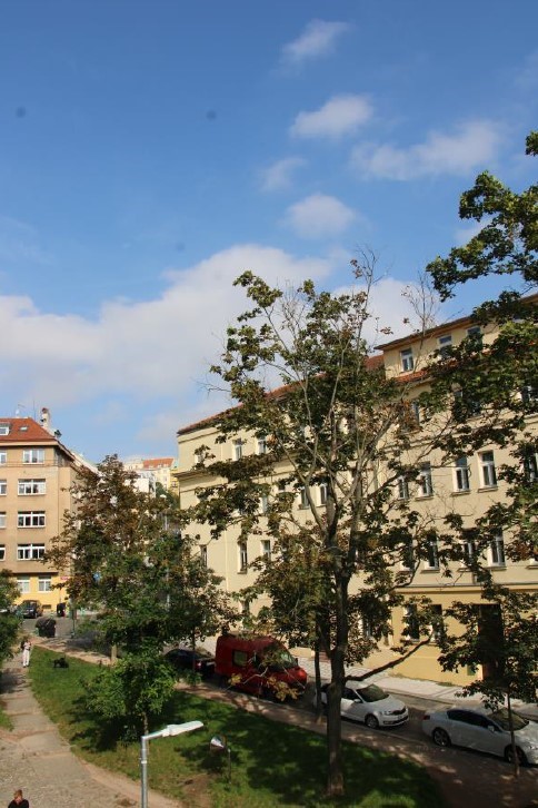Kácení-stromů-ve-špatném-stavu-II.jpg