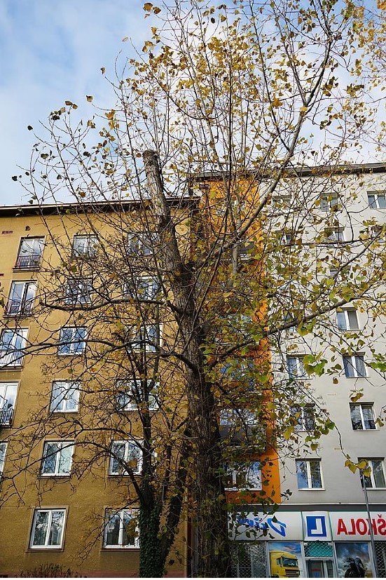 Kácení-stromů-ve-špatném-stavu.jpg