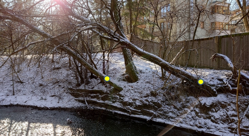 Kácení-stromů.jpg
