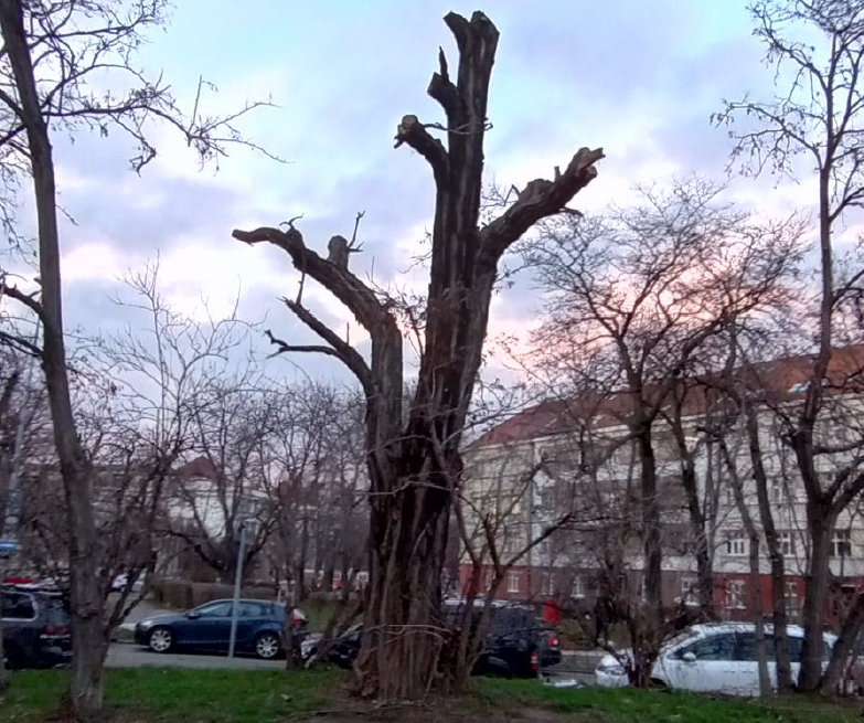 Kácení.jpg