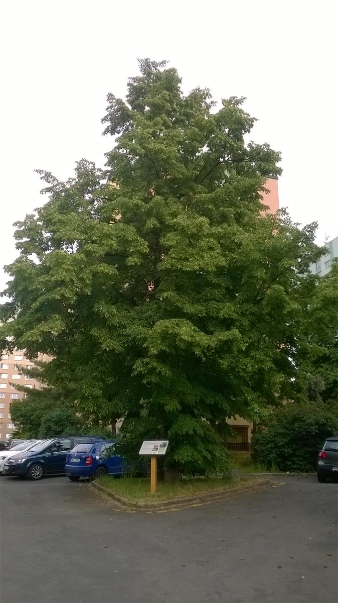 Lípa-svobody-na-Zahradním-Městě.jpg