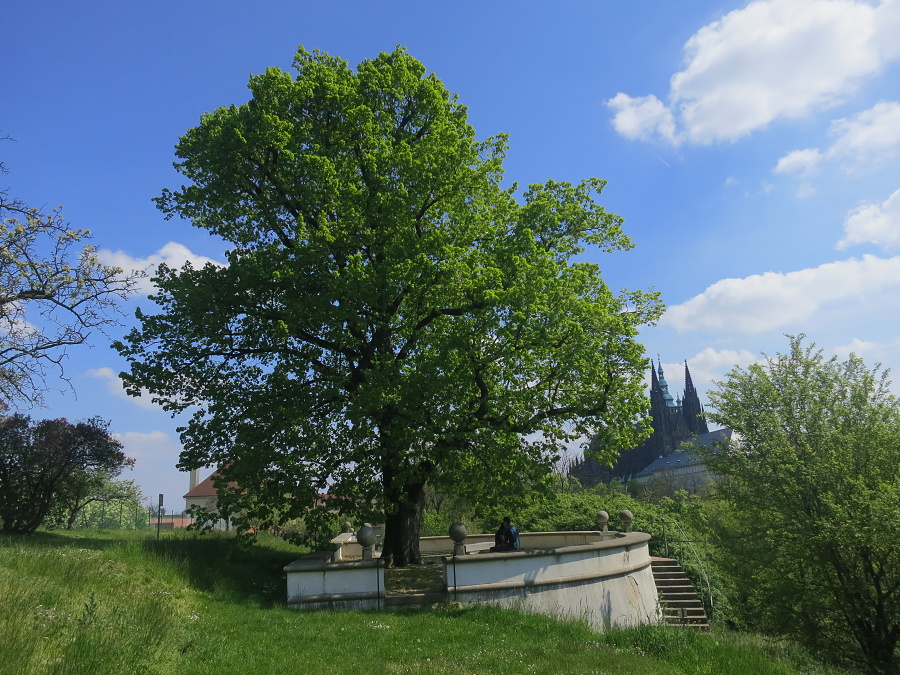 ilustracni_foto_Masarykova_lipa_na_Prazskem_hrade.jpg