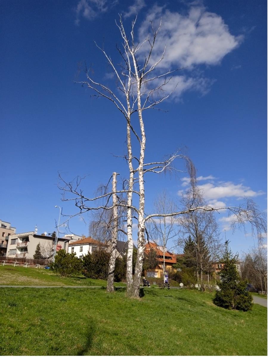 kaceni1.jpg
