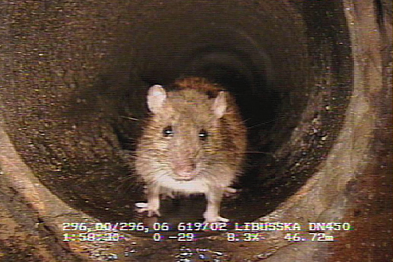 mys.jpg