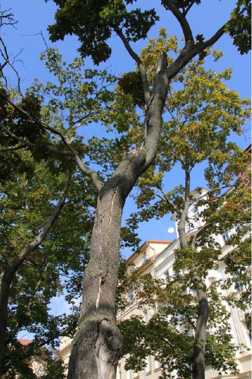 Kácení-stromů-ve-špatném-stavu-III.jpg