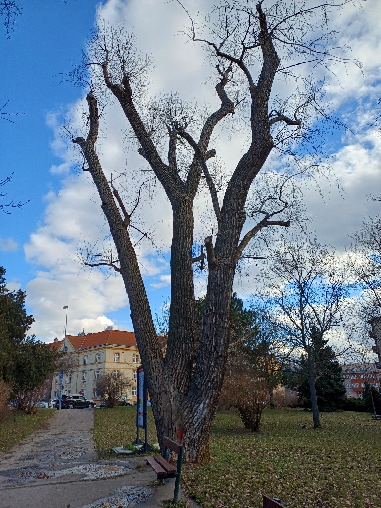 Topol-ke-kácení.jpg
